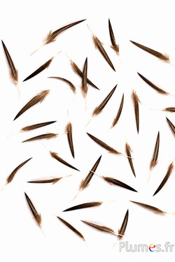 Patrijs kronen - 4-5 cm - natuurlijk bruin